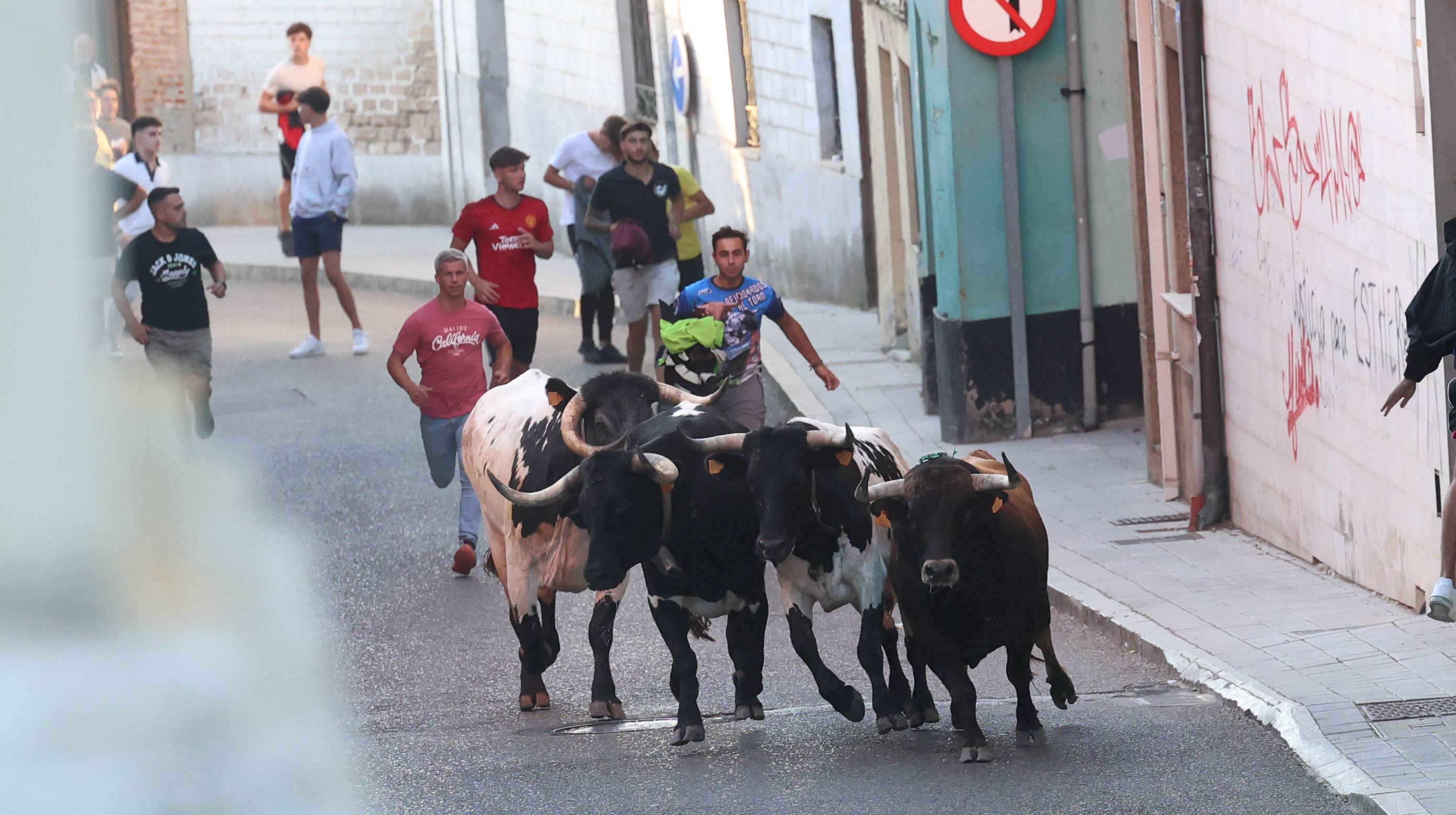 El toro del Fogato de Tudela, en imágenes