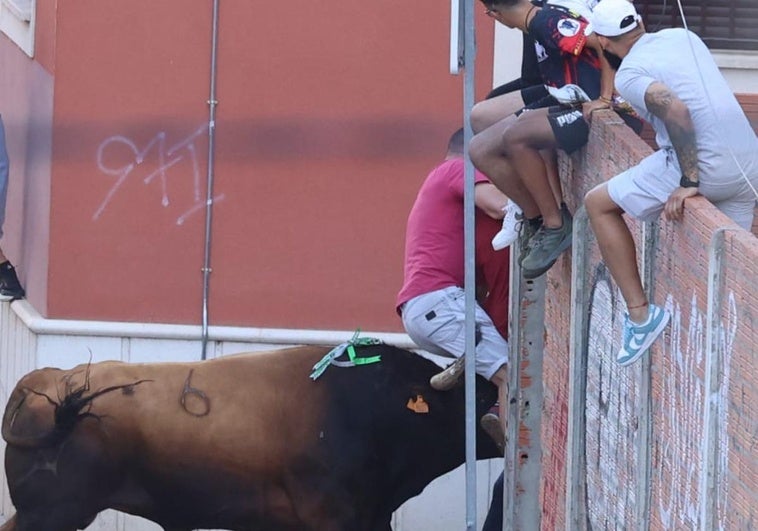 El toro embiste a un hombre durante el toro del cajón de Tudela de Duero.