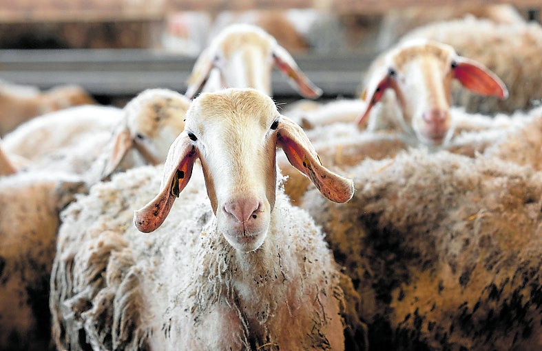 Urcacyl elaborará un estudio sobre la situación del ovino