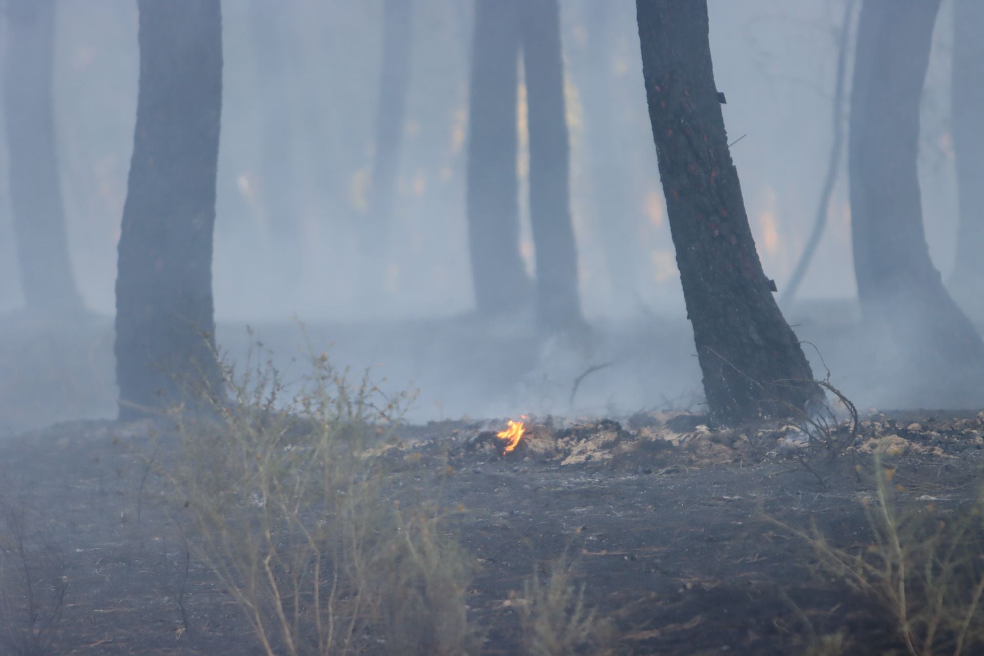 Fotos del incendio en un pinar de Coca
