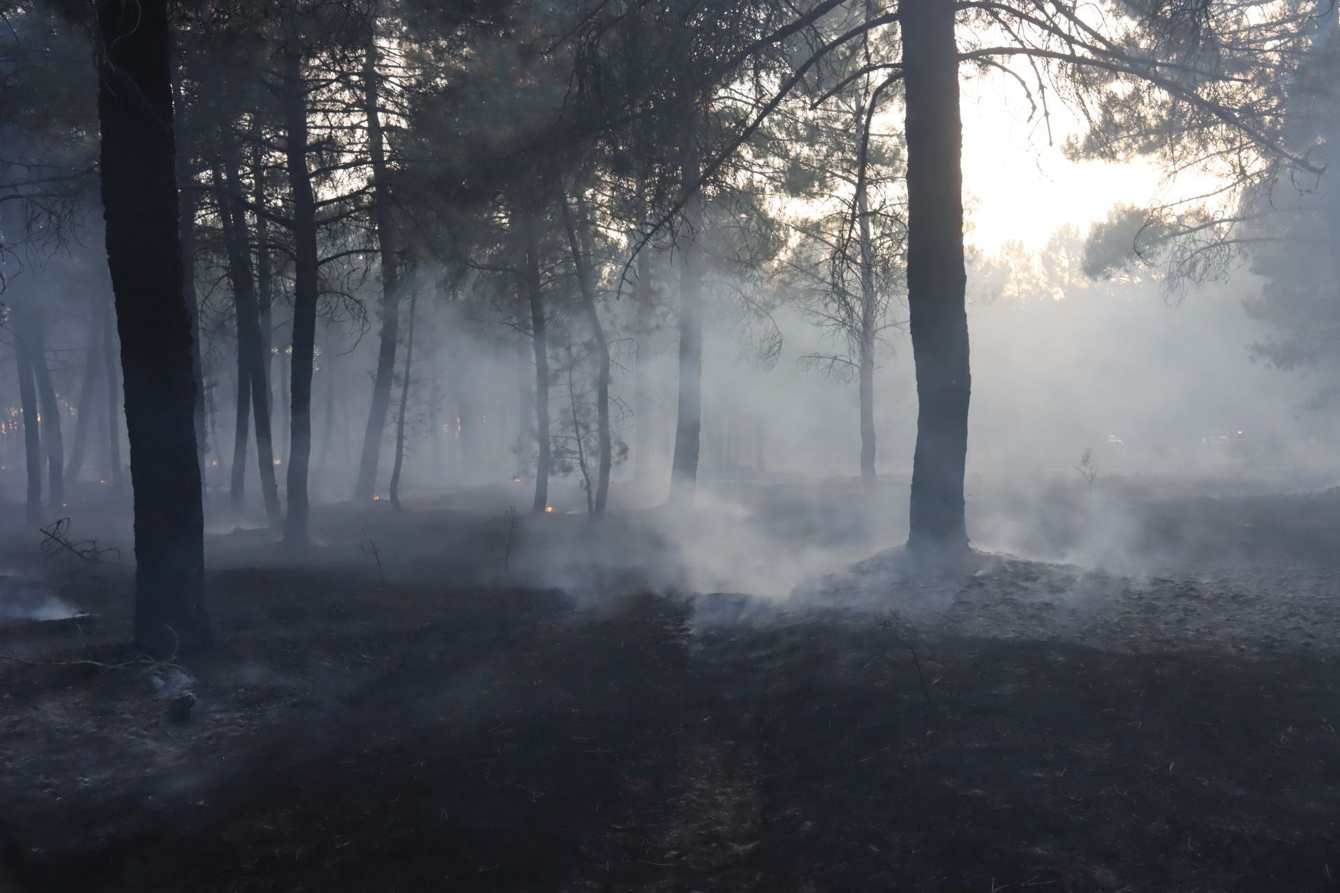 Fotos del incendio en un pinar de Coca