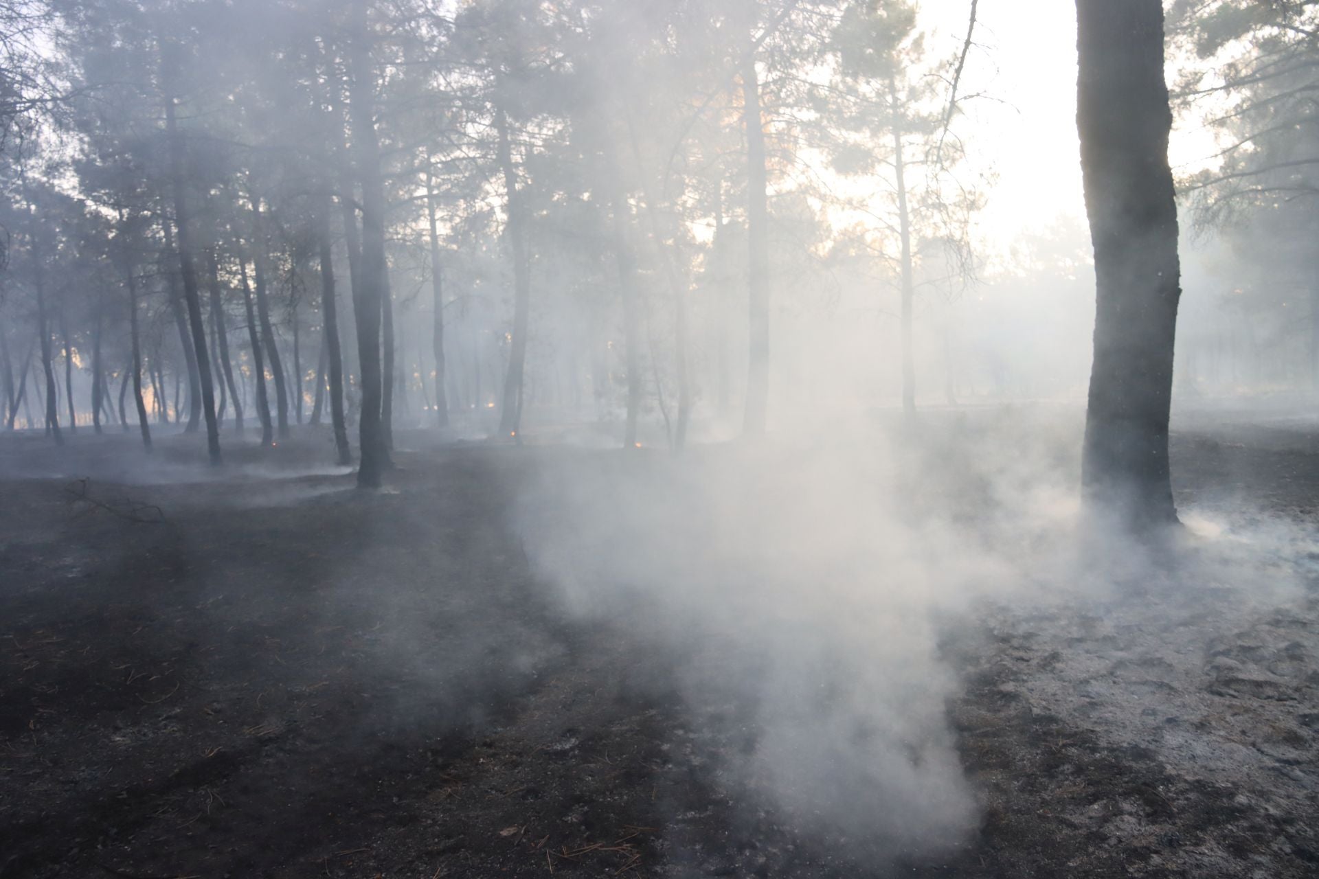 Fotos del incendio en un pinar de Coca