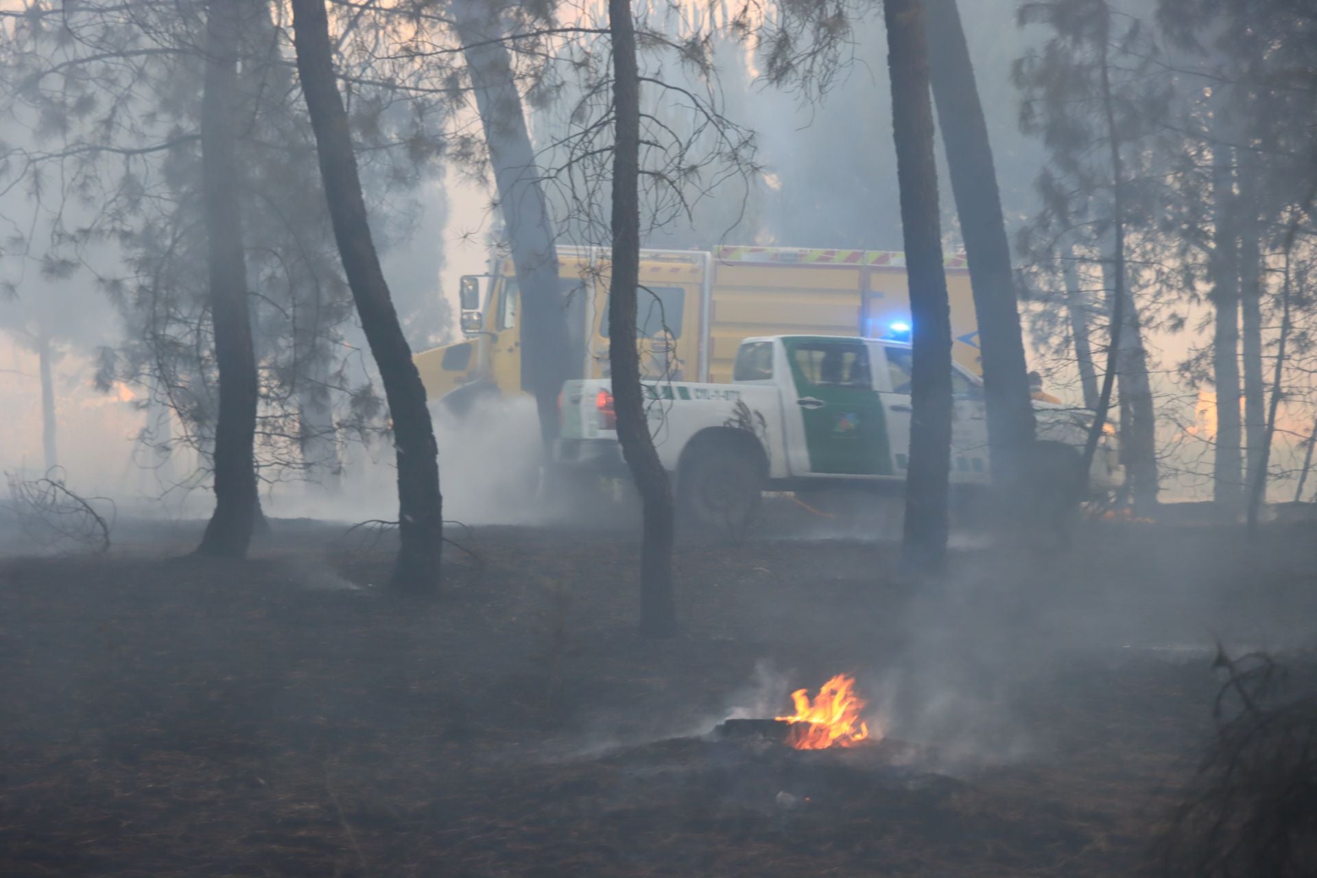 Fotos del incendio en un pinar de Coca