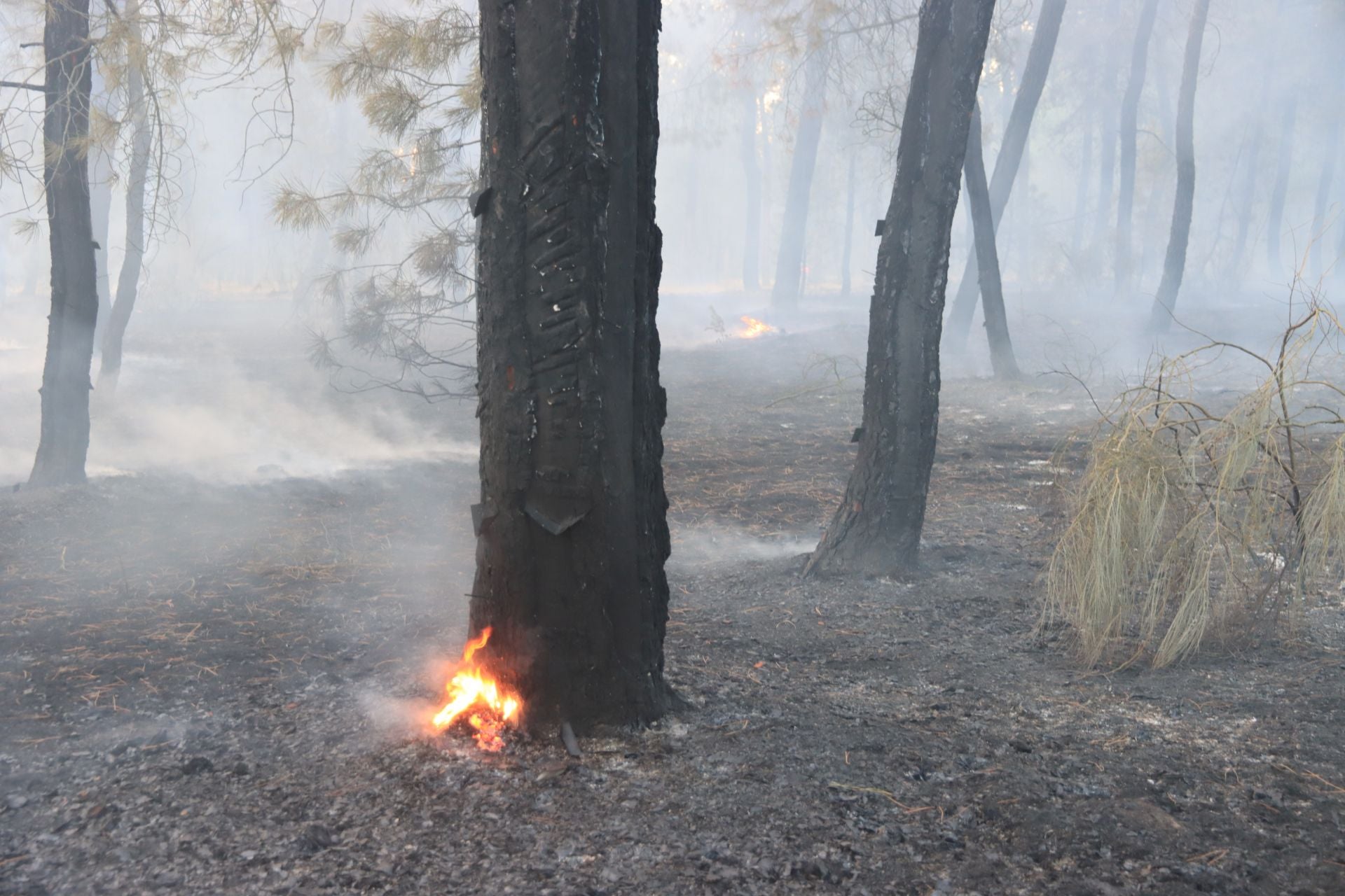 Fotos del incendio en un pinar de Coca