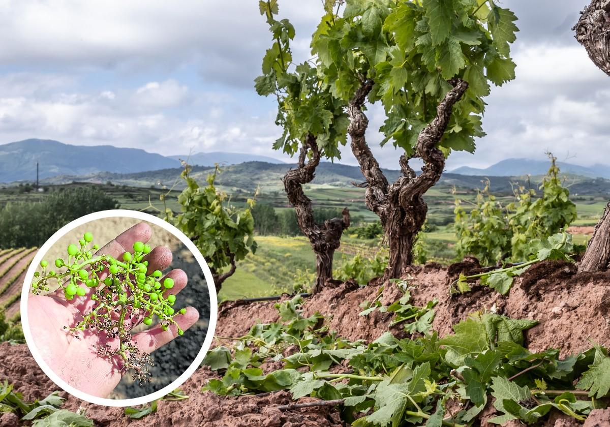 Viñedo afectado por mildiu en la D.O. Rueda, Castilla y León, julio de 2025.