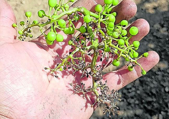 Racimo de uva visiblemente afectado por el mildiu en una viña de la D.O. Rueda.
