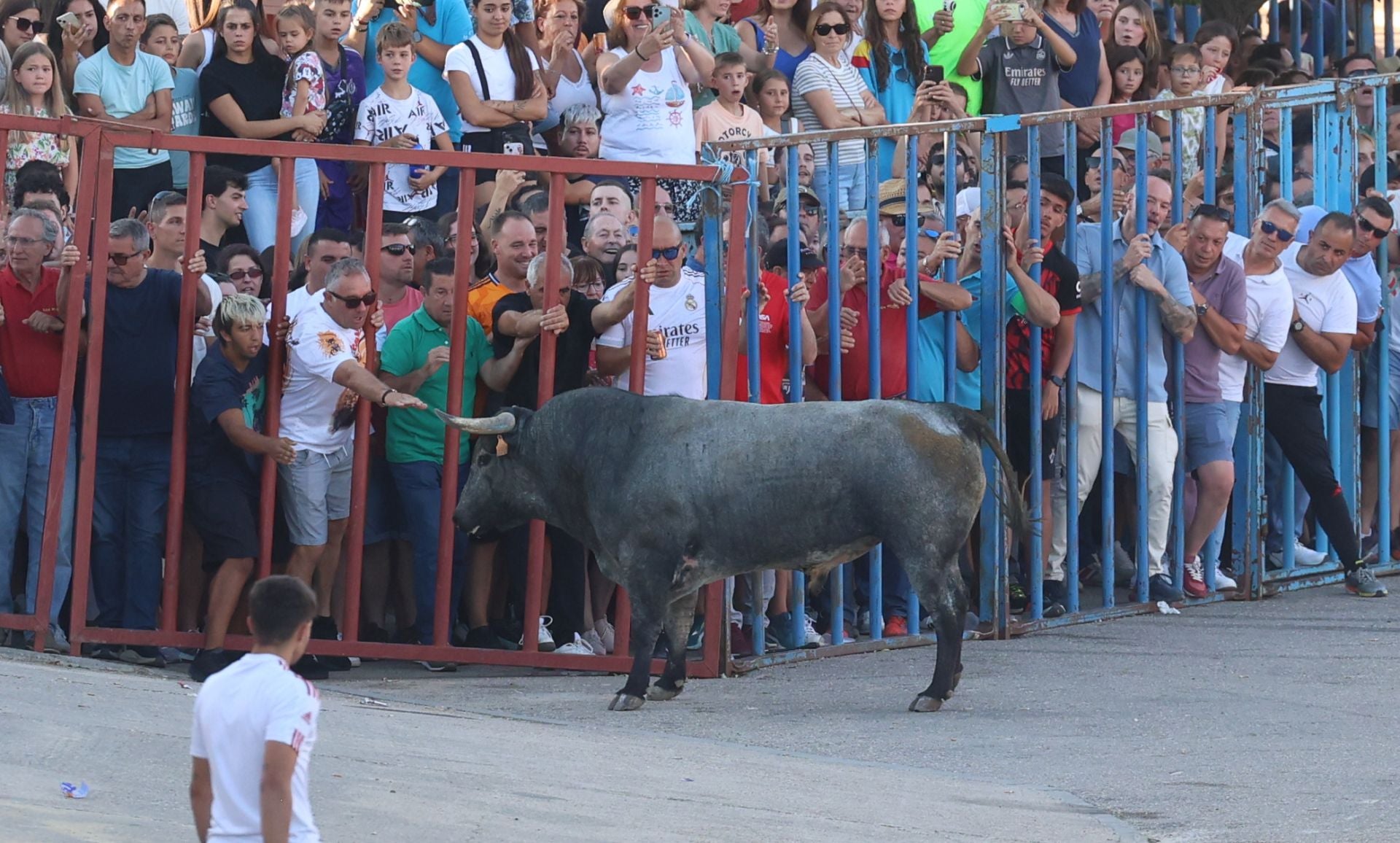 La suelta de toros de Carpio, en imágenes