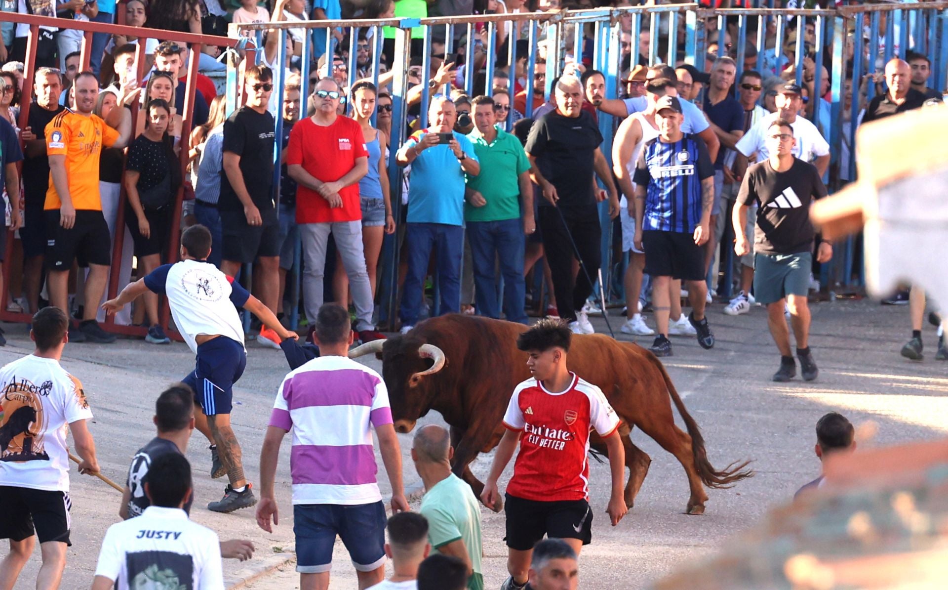 La suelta de toros de Carpio, en imágenes