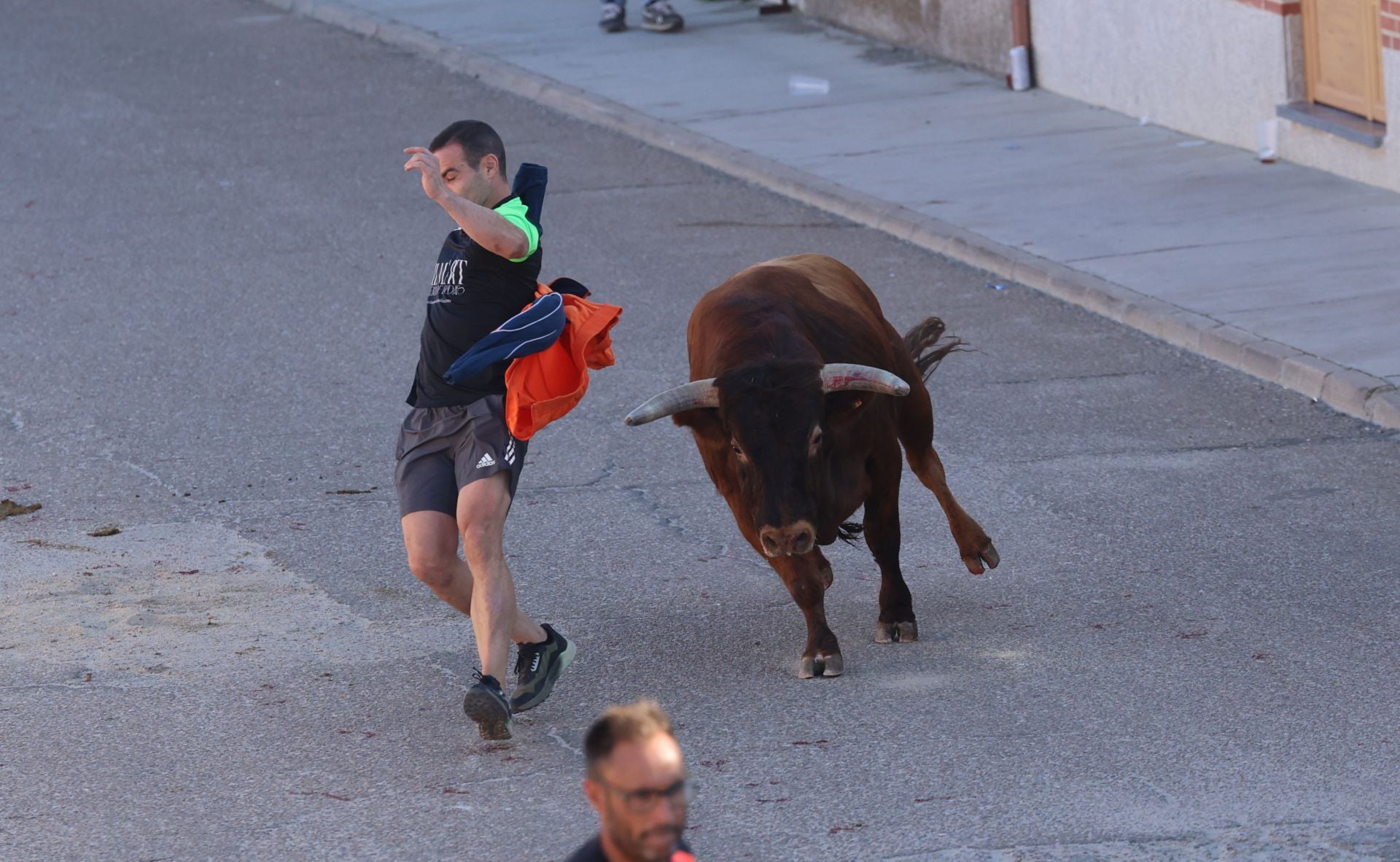 La suelta de toros de Carpio, en imágenes
