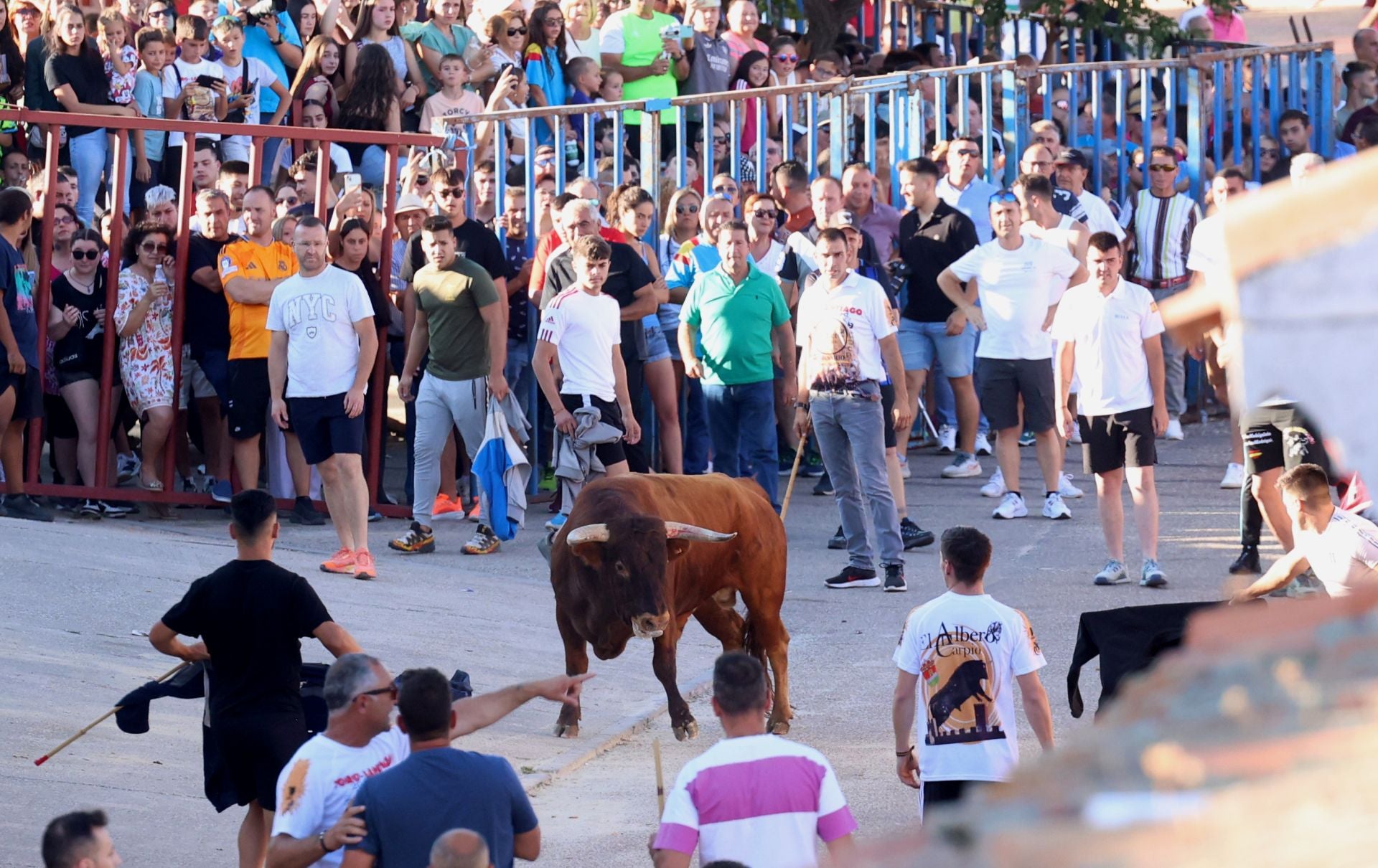 La suelta de toros de Carpio, en imágenes
