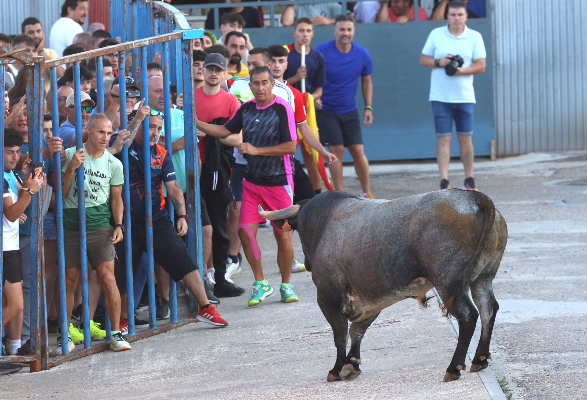 La suelta de toros de Carpio, en imágenes