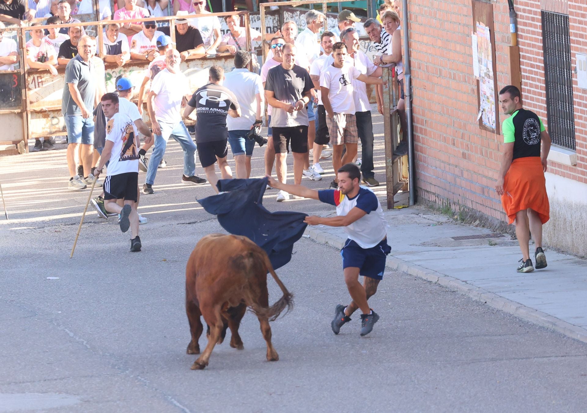 La suelta de toros de Carpio, en imágenes