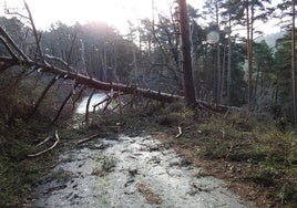 Un árbol caído sobre un camino en los Montes de Valsaín.