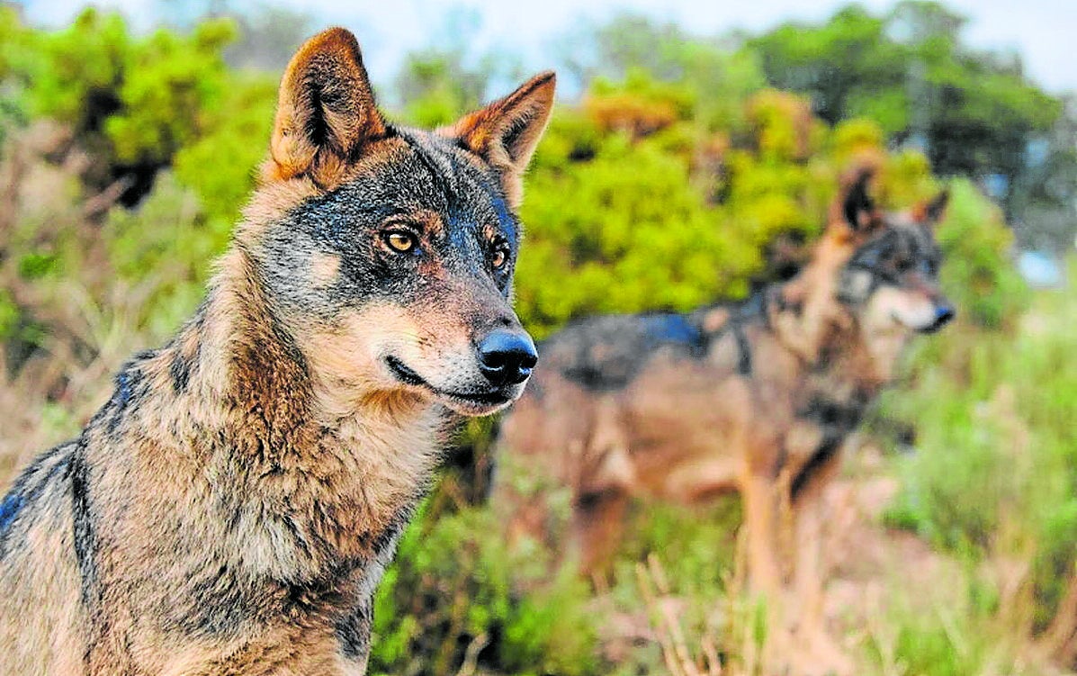 UCCL denuncia inacción administrativa ante ataques del lobo