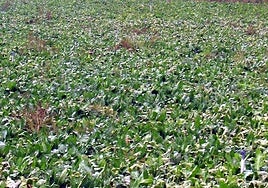 Cultivo de remolacha.