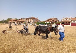 Labores de trilla en ediciones pasadas de la fiesta.
