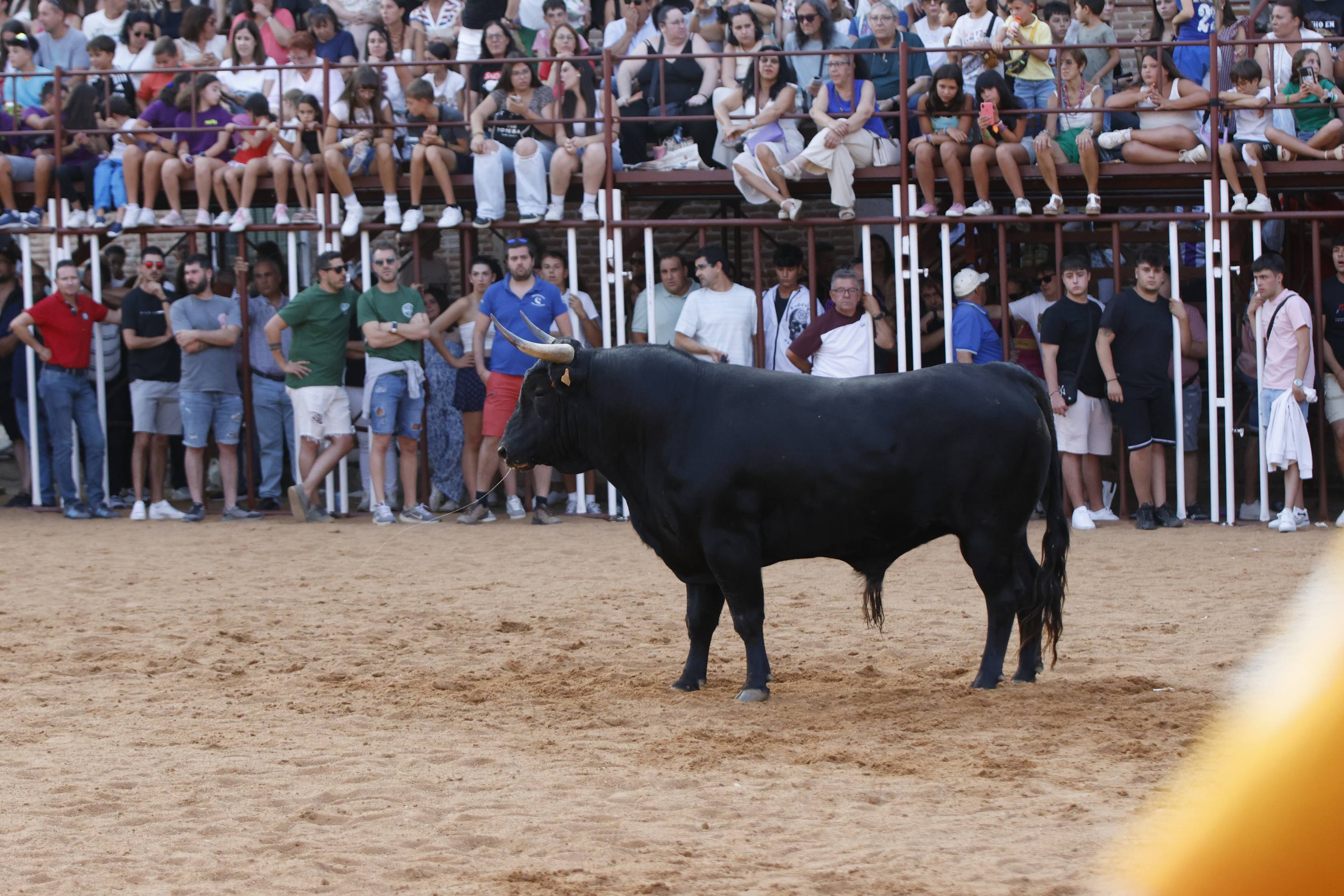 Las imágenes del encierro de La Seca