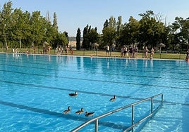 Patos en la piscina de Fuente La Mora, durante la tarde de este domingo.