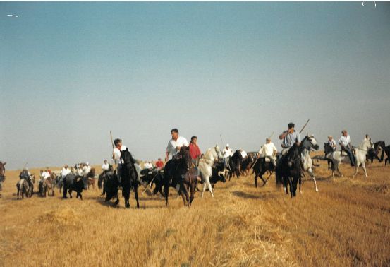 Encierro por el campo durante los festejos de Villanubla.