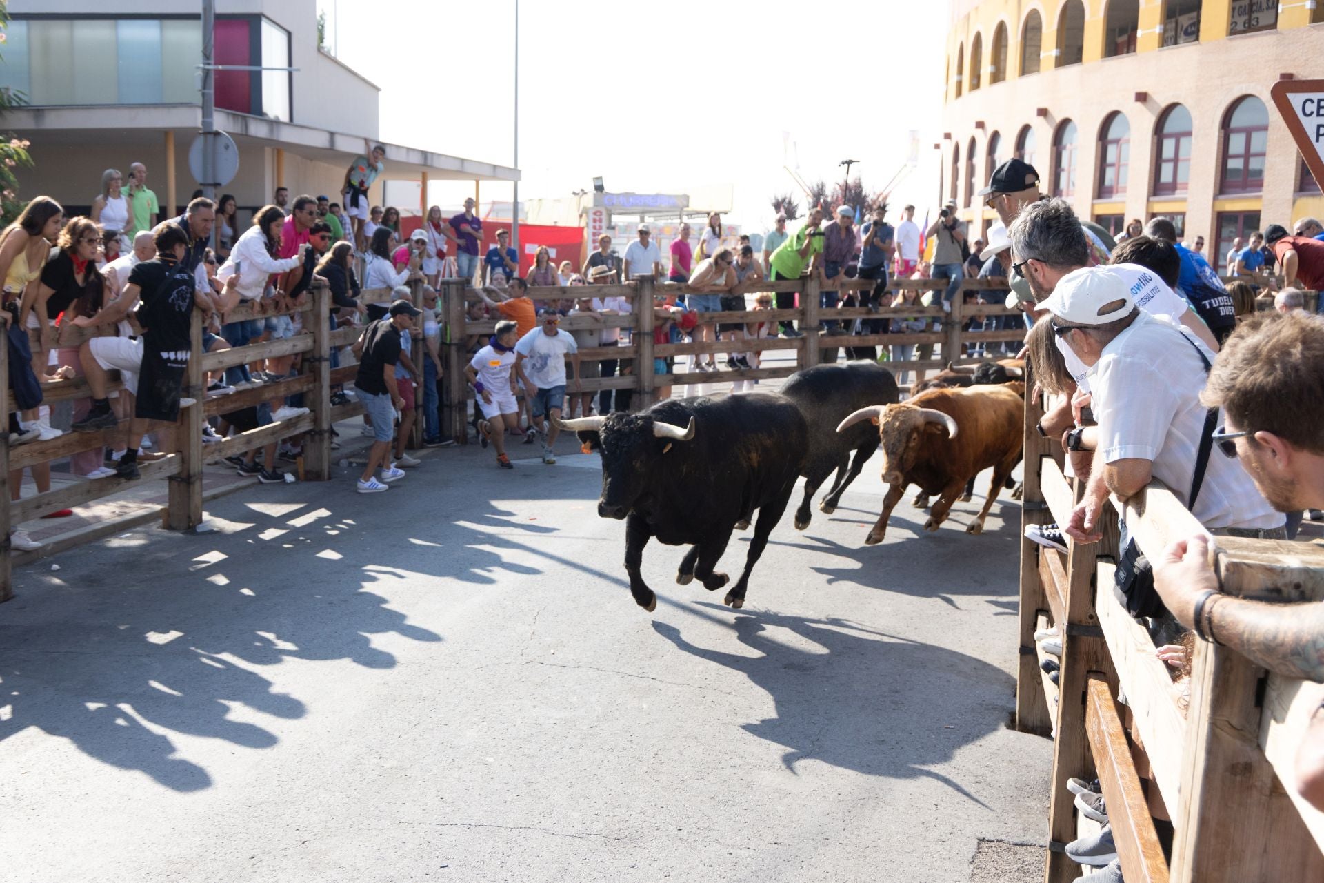 Los toros del cuarto encierro de Íscar.