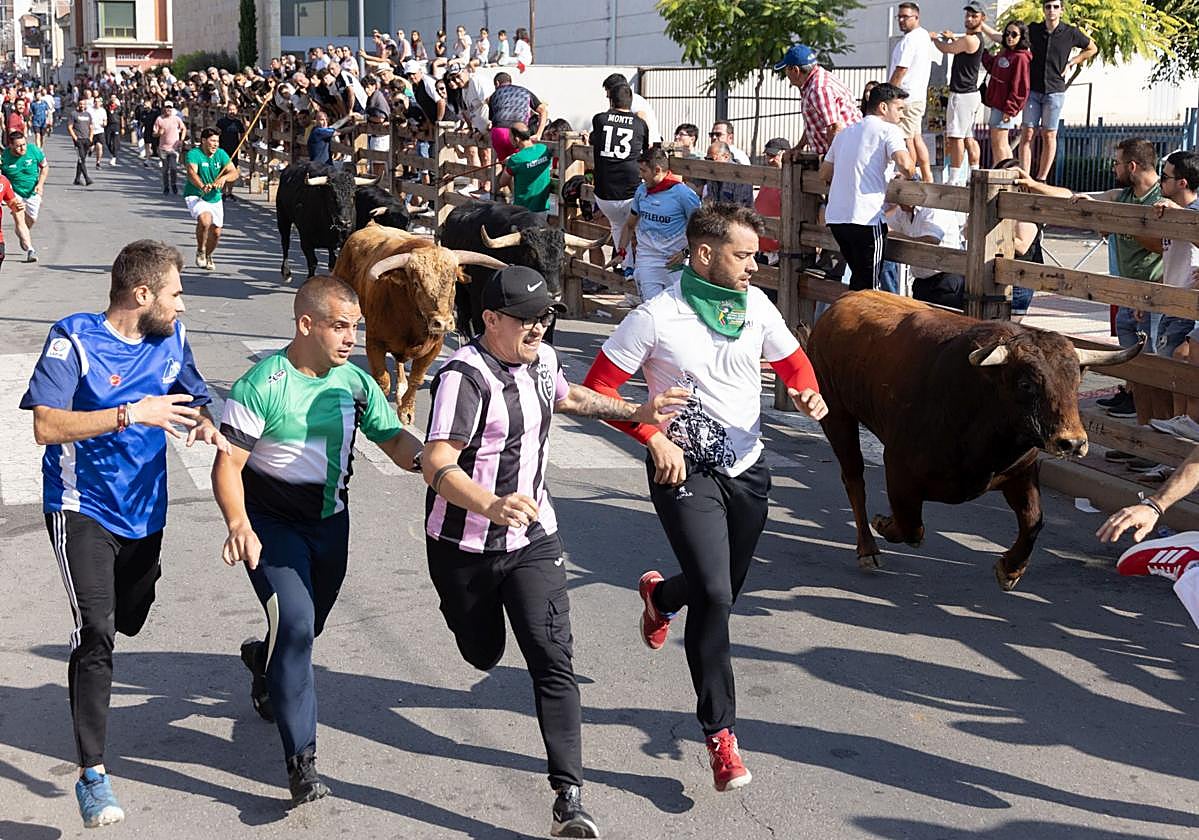 Las imágenes del cuarto encierro de las fiestas de Íscar
