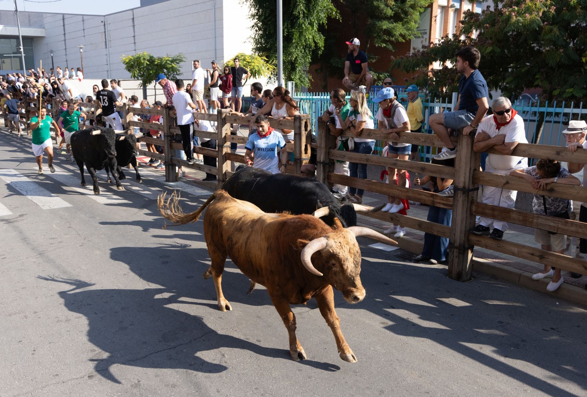 Los toros del cuarto encierro de Íscar.