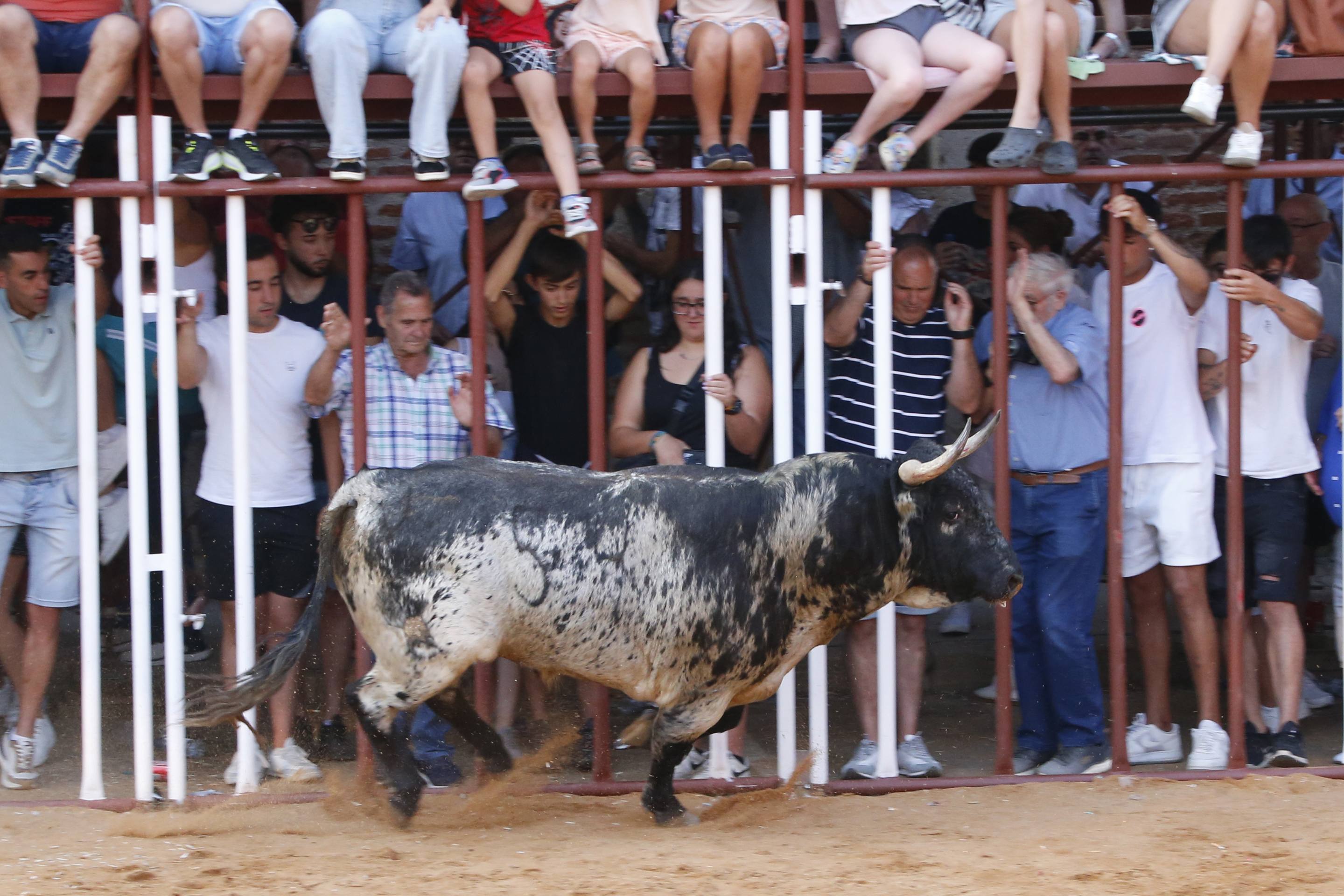 La jornada taurina en La Seca, en imágenes