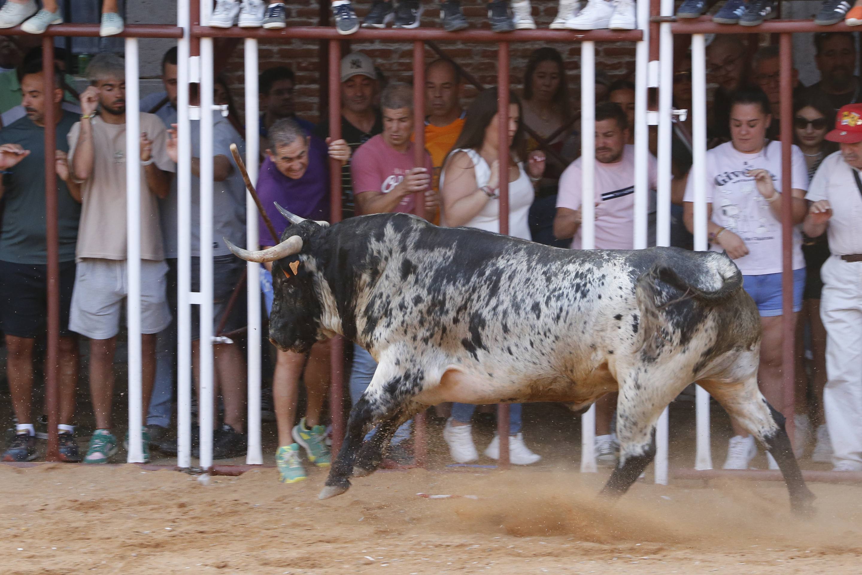 La jornada taurina en La Seca, en imágenes