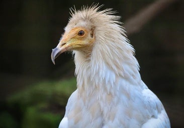 Castilla y León refuerza la conservación del alimoche con el marcaje GPS