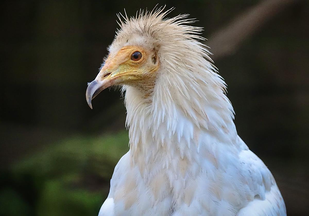 Alimoche, en imagen de archivo.