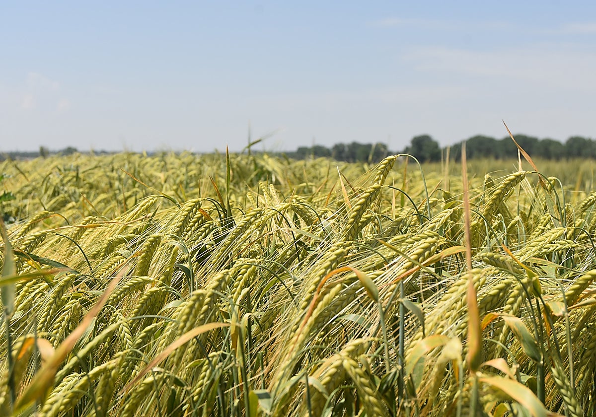 Un campo de cereal en la región