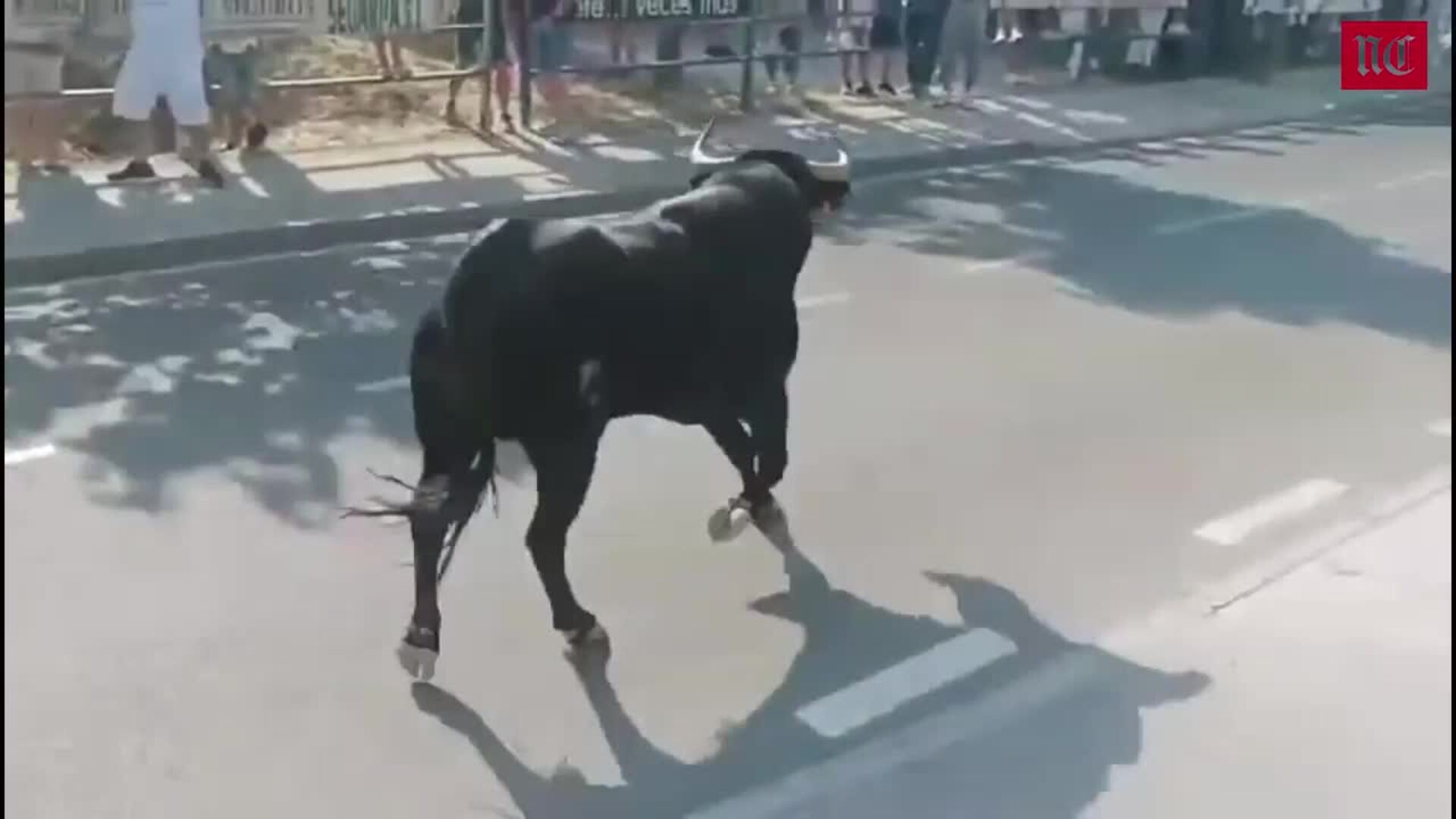 Segundo encierro campero en las fiestas de Íscar