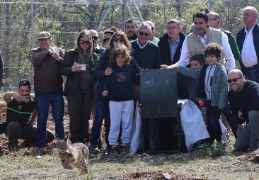 La Junta trabajará para traer más linces y compensar la muerte de Vouga