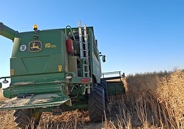 Labores de siega de colza en la provincia de Zamora.
