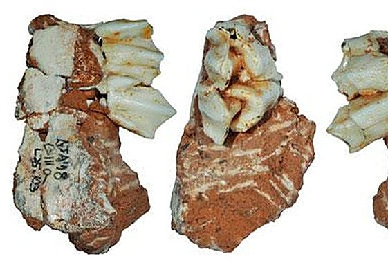 Diente fósil de un reno, hallado en el yacimiento de Galería.