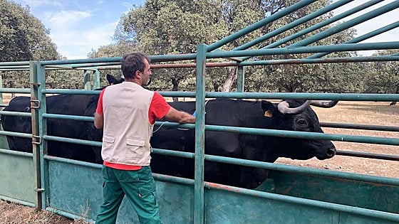 La Junta invierte más de 3,5 millones en la compra de vacunas para el sector ganadero