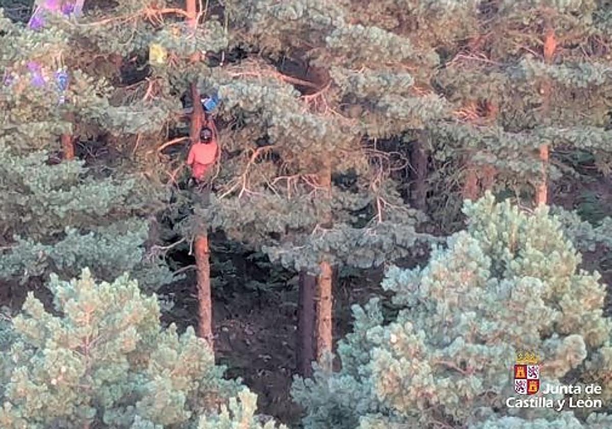 El parapentista colgado del árbol.