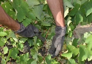 Cebreros inaugura las vendimias en la región con el albillo real