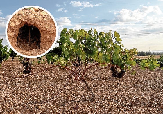 Viñedo afectado por la acción de los conejos en Cigales.