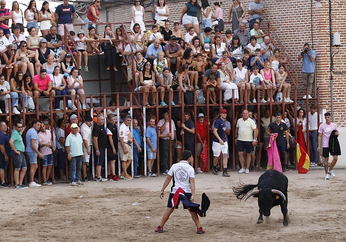 Un joven cita a uno de los toros en la plaza de Castrejón.