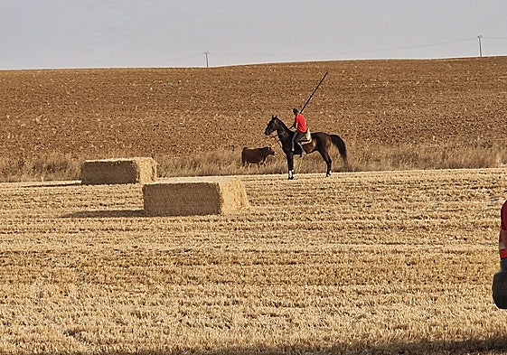 Un caballista espera la arrancada de una de las vacas