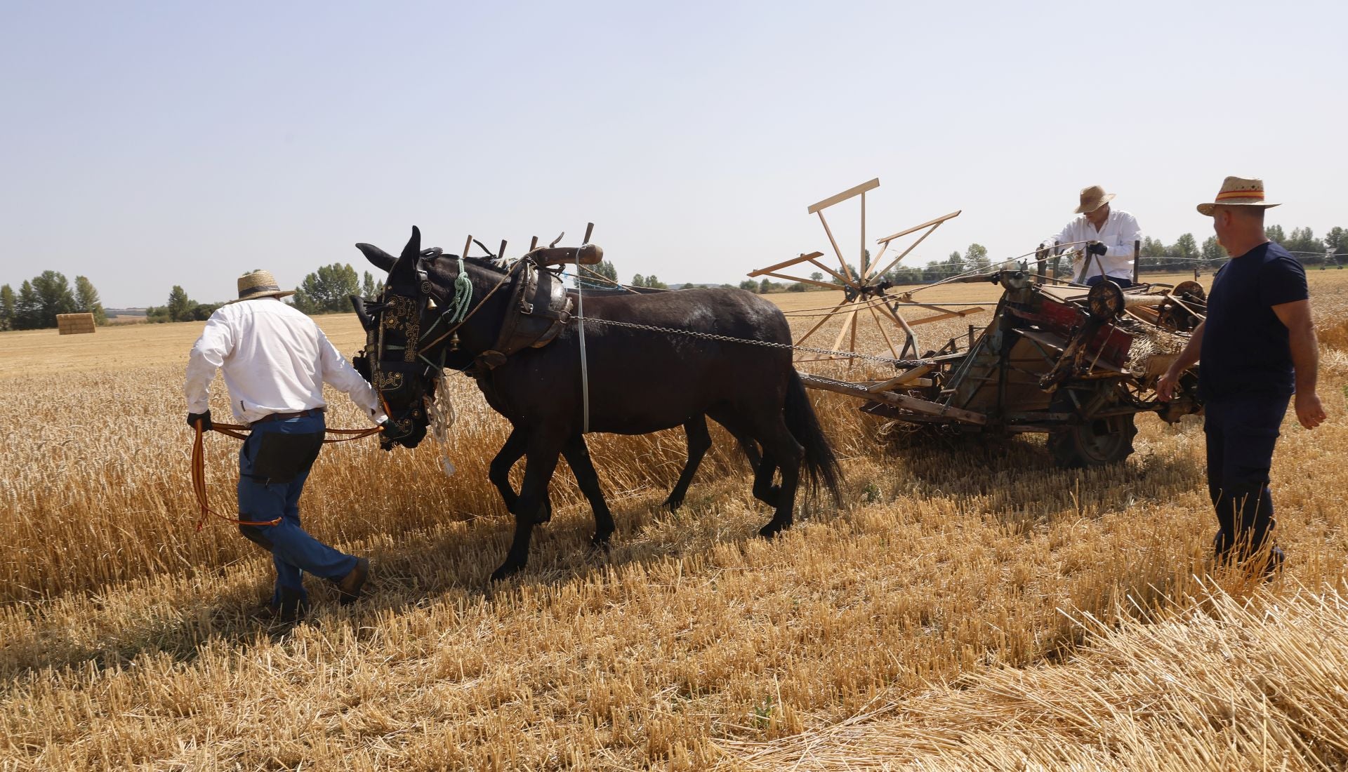 Castrillo de Villavega retrocede al pasado con la Fiesta de la Trilla