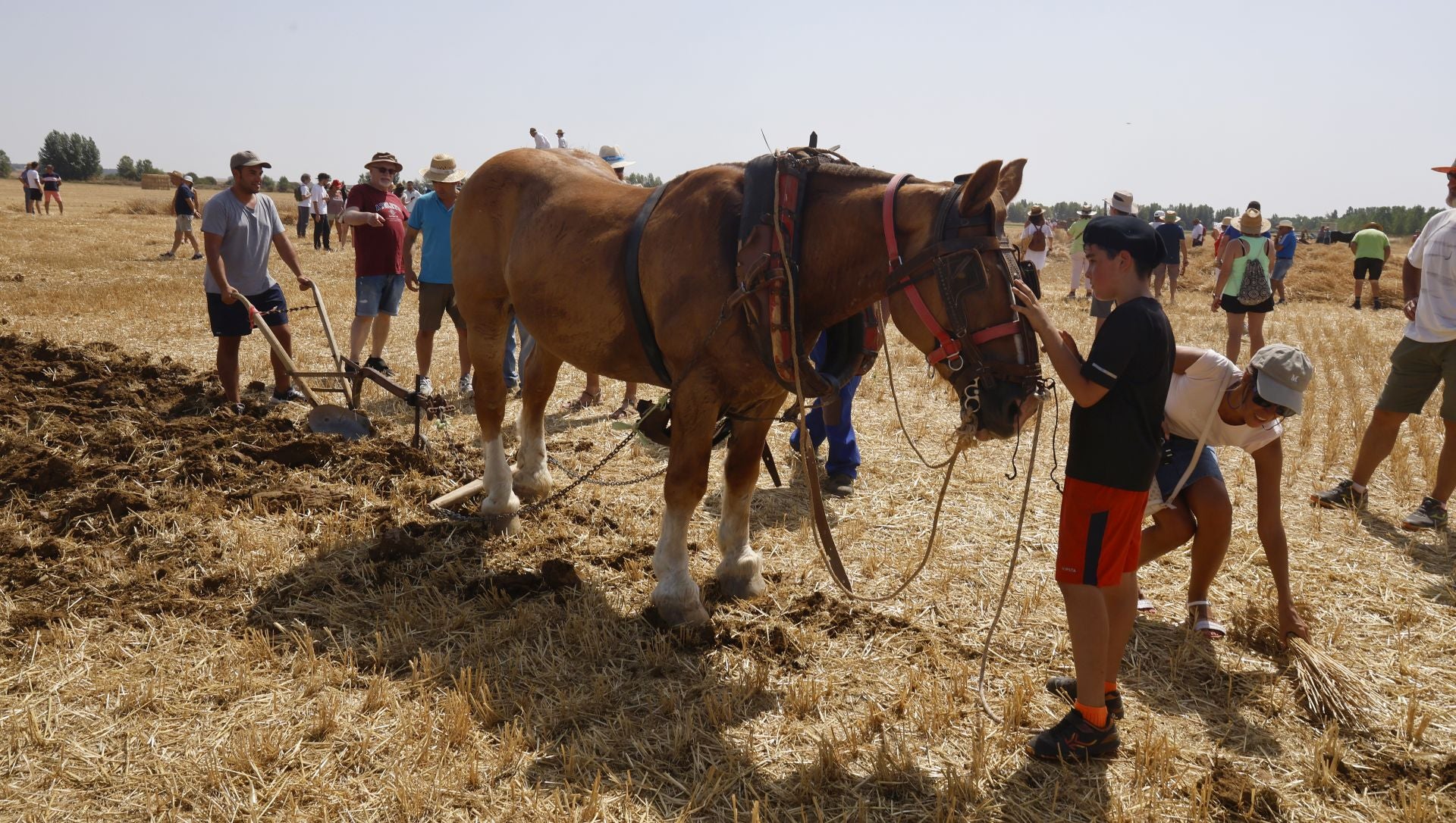 Castrillo de Villavega retrocede al pasado con la Fiesta de la Trilla