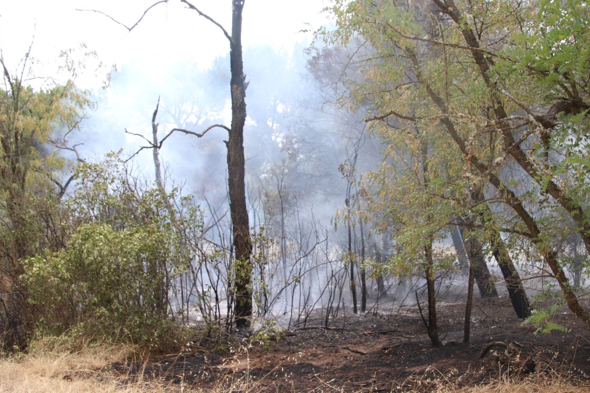 Fotos del incendio en Cuéllar junto al río Cega