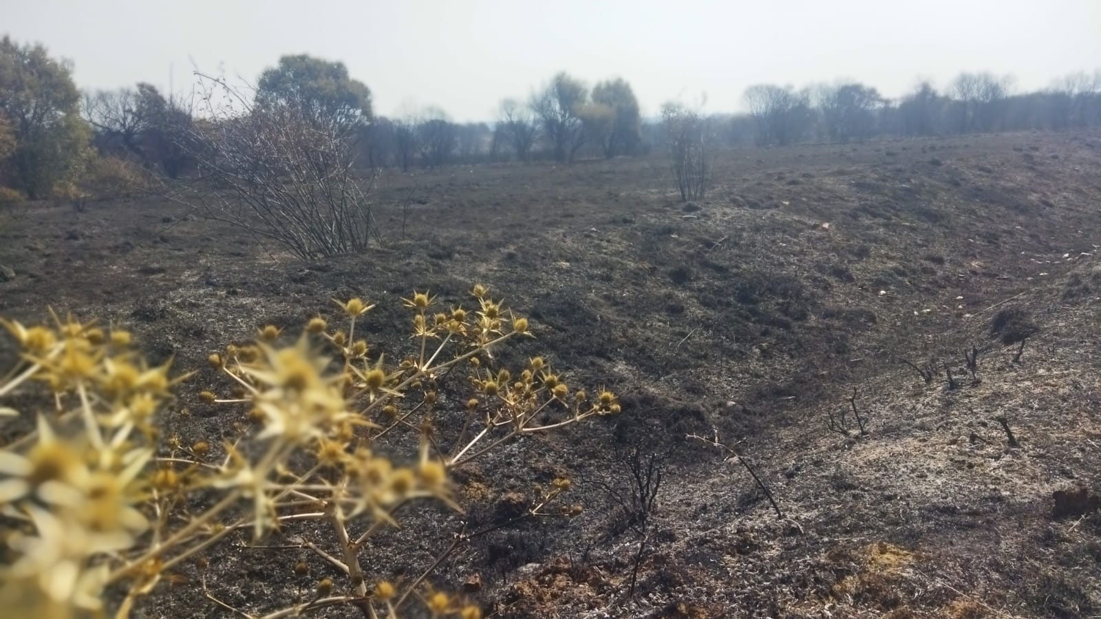 El incendio de Zamora en imágenes