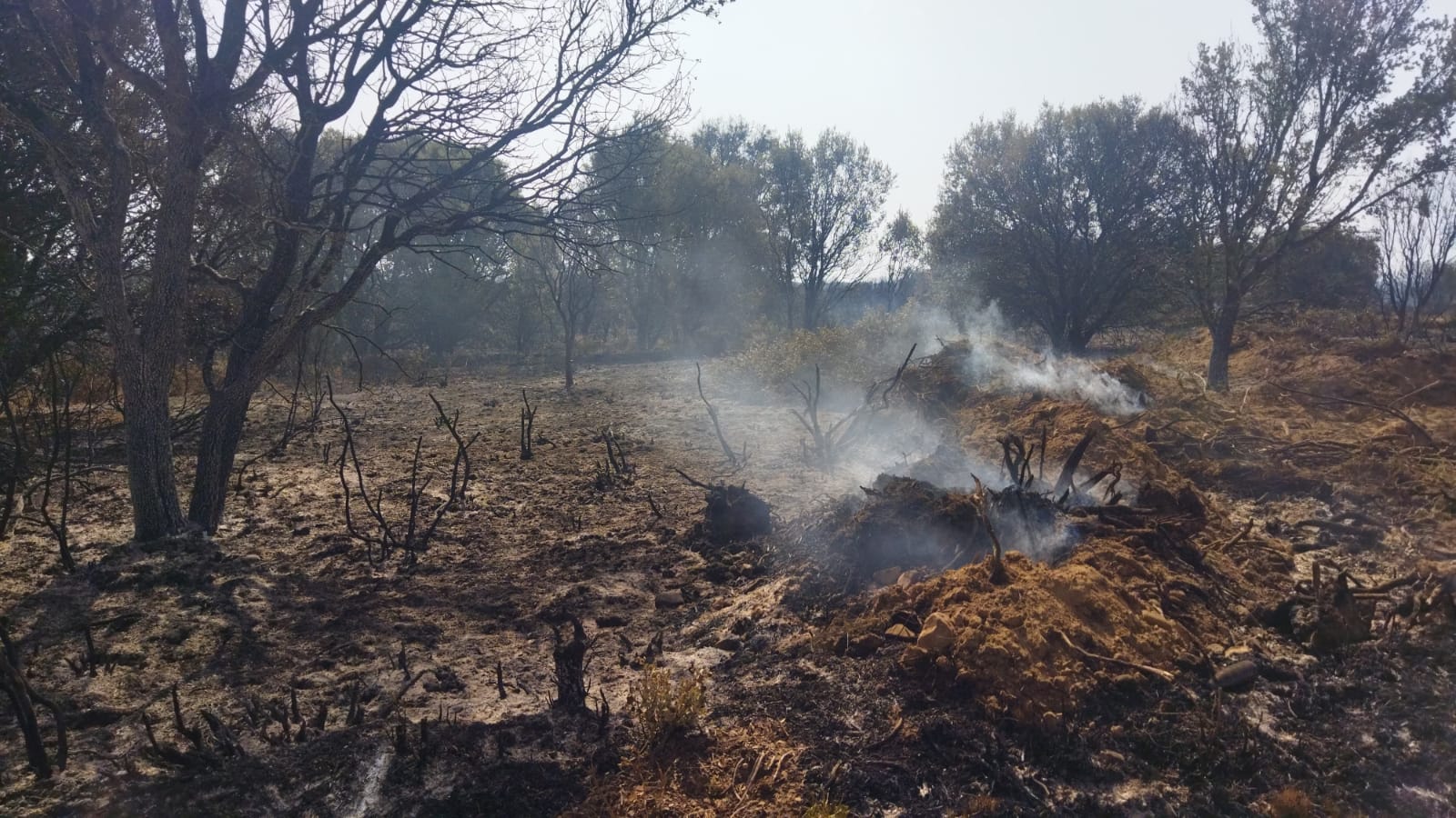 El incendio de Zamora en imágenes
