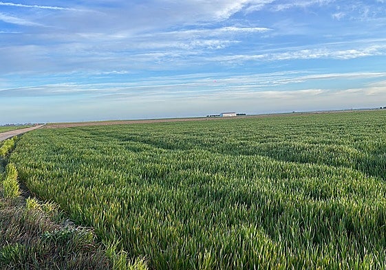 Parcela de avena en Madrigal de las Altas Torres.
