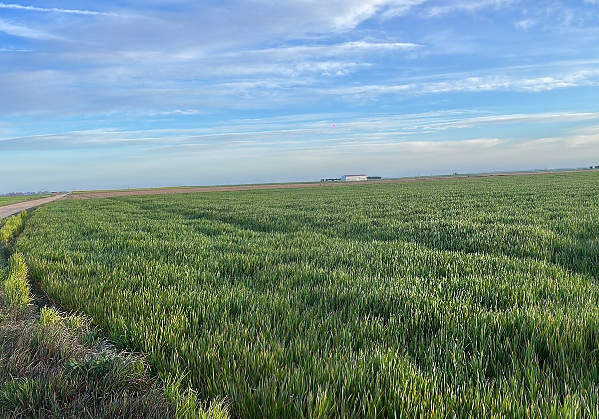 Parcela de avena en Madrigal de las Altas Torres.