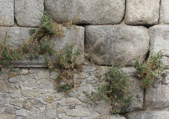 Vegetación en el Acueducto de Segovia.