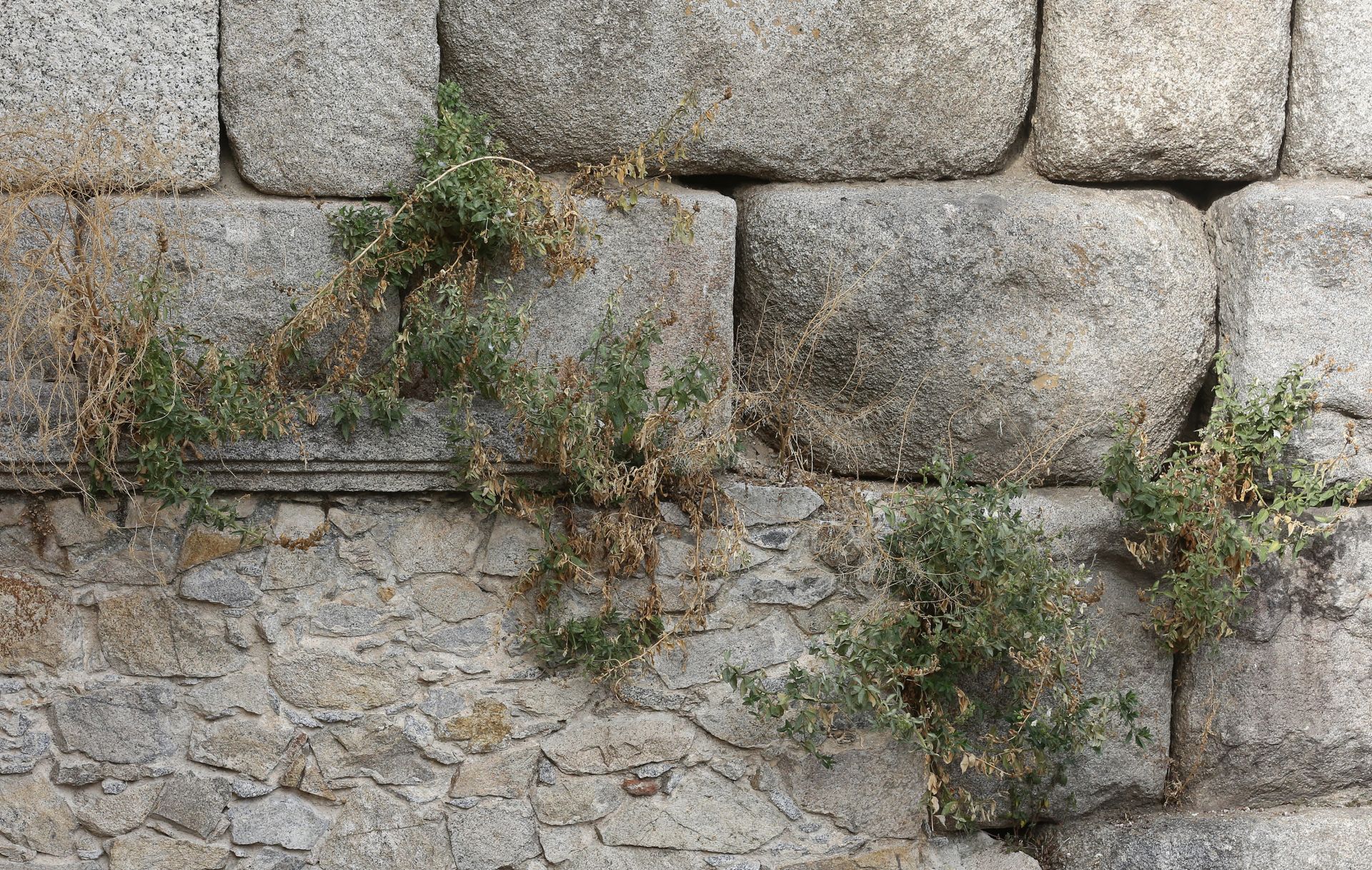 Vegetación en el Acueducto de Segovia.
